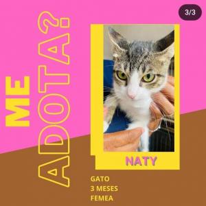 Imagem da notícia FILHOTES DE CÃES E GATOS DISPONÍVEIS PARA ADOÇÃO RESPONSÁVEL