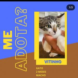 Imagem da notícia FILHOTES DE CÃES E GATOS DISPONÍVEIS PARA ADOÇÃO RESPONSÁVEL