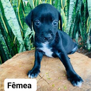 Imagem da notícia FILHOTES DE CÃES E GATOS DISPONÍVEIS PARA ADOÇÃO RESPONSÁVEL