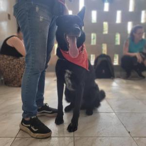 Imagem da notícia EMEF LAUDELINO DE ABREU PÕE EM PAUTA QUESTÕES IMPORTANTES SOBRE ANIMAIS