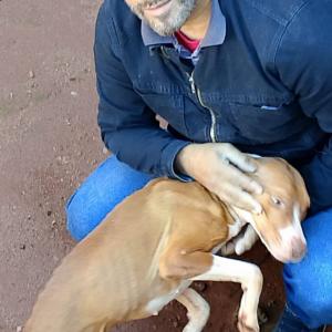 Imagem da notícia APÓS TEMPOS DE MAUS-TRATOS CACHORRA RESGATADA RECEBE CUIDADOS