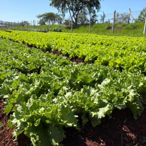 Imagem da notícia HORTAS DOS JARDINS BELA VISTA E PIRES II ENTRAM EM FUNCIONAMENTO NESTA QUINTA-FEIRA (13)