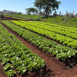 Imagem da notícia HORTAS DOS JARDINS BELA VISTA E PIRES II ENTRAM EM FUNCIONAMENTO NESTA QUINTA-FEIRA (13)