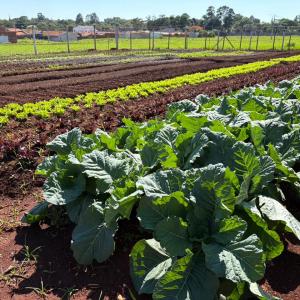 Imagem da notícia HORTAS DOS JARDINS BELA VISTA E PIRES II ENTRAM EM FUNCIONAMENTO NESTA QUINTA-FEIRA (13)