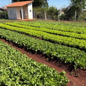 Imagem da notícia HORTAS DOS JARDINS BELA VISTA E PIRES II ENTRAM EM FUNCIONAMENTO NESTA QUINTA-FEIRA (13)