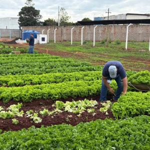 Imagem da notícia TEM MAIS DUAS HORTAS E FUNCIONAMENTO NA CIDADE
