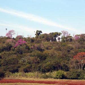 Imagem da notícia PREFEITURA E IBAMA DISCUTEM PROJETOS PARA ÁREAS AMBIENTAIS