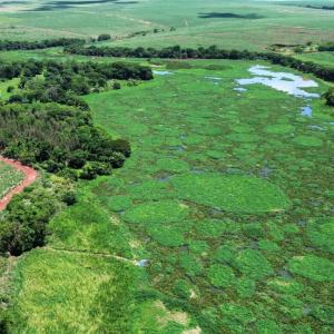 Imagem da notícia PREFEITURA E IBAMA DISCUTEM PROJETOS PARA ÁREAS AMBIENTAIS