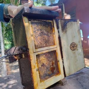 Imagem da notícia ALUNOS DA ESCOLA DO AUTISTA VISITAM O HORTO MUNICIPAL