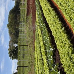 Imagem da notícia RESIDENCIAL PARATI - MAIS UMA HORTA EM FUNCIONAMENTO!