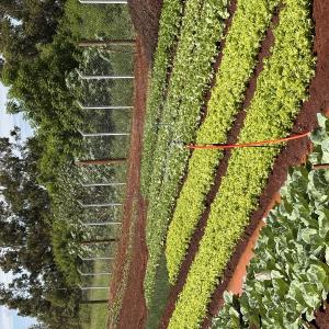 Imagem da notícia RESIDENCIAL PARATI - MAIS UMA HORTA EM FUNCIONAMENTO!