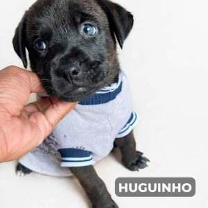 Imagem da notícia A FELICIDADE TEM 4 PATAS E UM NOME 