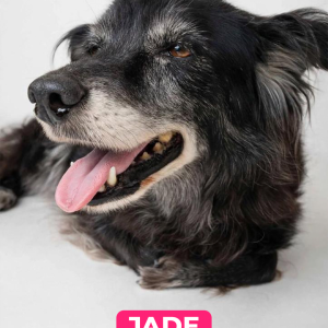 Imagem da notícia A FELICIDADE TEM 4 PATAS E UM NOME 