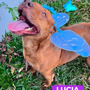 Imagem da notícia A FELICIDADE TEM 4 PATAS E UM NOME 