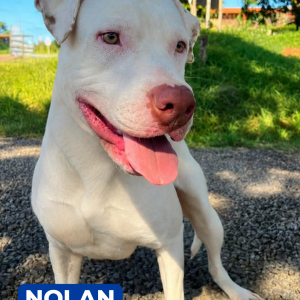Imagem da notícia A FELICIDADE TEM 4 PATAS E UM NOME 