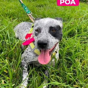 Imagem da notícia A FELICIDADE TEM 4 PATAS E UM NOME 
