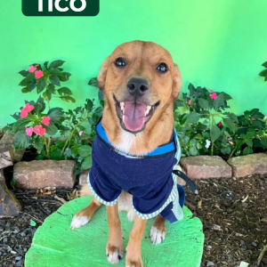 Imagem da notícia A FELICIDADE TEM 4 PATAS E UM NOME 