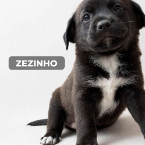 Imagem da notícia A FELICIDADE TEM 4 PATAS E UM NOME 