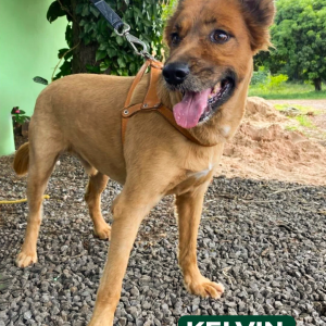 Imagem da notícia RECEITA DE FELICIDADE: UM PET E MUITO AMOR