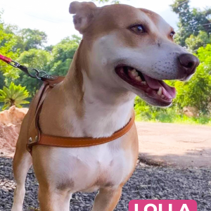 Imagem da notícia RECEITA DE FELICIDADE: UM PET E MUITO AMOR