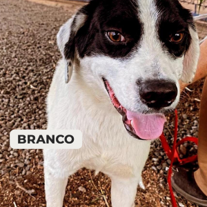 Imagem da notícia RECEITA DE FELICIDADE: UM PET E MUITO AMOR