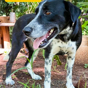 Imagem da notícia RECEITA DE FELICIDADE: UM PET E MUITO AMOR