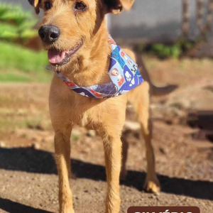 Imagem da notícia RECEITA DE FELICIDADE: UM PET E MUITO AMOR