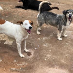 Imagem da notícia Secretaria de Proteção e Direito dos Animais promove campanha de adoção de cães e gatos