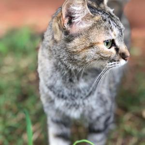 Imagem da notícia Secretaria de Proteção e Direito dos Animais promove campanha de adoção de cães e gatos