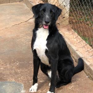 Imagem da notícia Secretaria de Proteção e Direito dos Animais promove campanha de adoção de cães e gatos