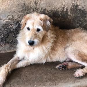 Imagem da notícia Secretaria de Proteção e Direito dos Animais promove campanha de adoção de cães e gatos