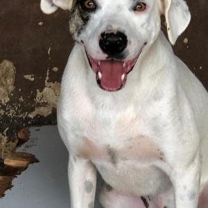 Imagem da notícia Secretaria de Proteção e Direito dos Animais promove campanha de adoção de cães e gatos