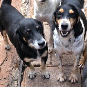 Imagem da notícia Secretaria de Proteção e Direito dos Animais promove campanha de adoção de cães e gatos