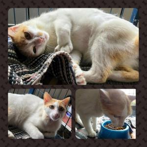 Imagem da notícia Secretaria de Proteção e Direito dos Animais promove campanha de adoção de cães e gatos