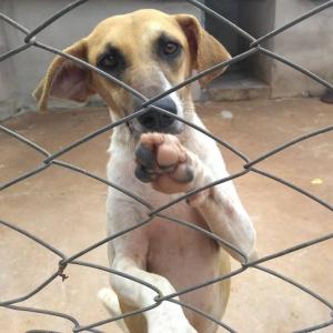Imagem da notícia Secretaria de Proteção e Direito dos Animais promove campanha de adoção de cães e gatos