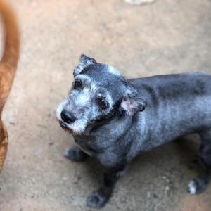 Imagem da notícia Secretaria de Proteção e Direito dos Animais promove campanha de adoção de cães e gatos