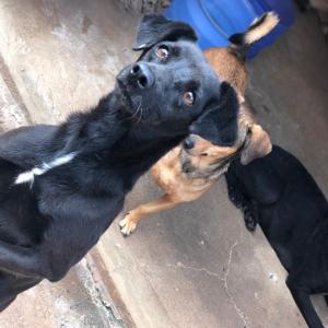 Imagem da notícia Secretaria de Proteção e Direito dos Animais promove campanha de adoção de cães e gatos