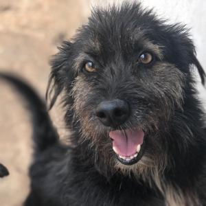 Imagem da notícia Secretaria de Proteção e Direito dos Animais promove campanha de adoção de cães e gatos