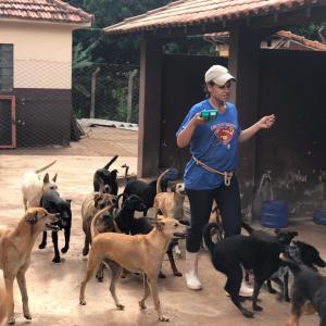 Imagem da notícia Secretaria de Proteção e Direito dos Animais promove campanha de adoção de cães e gatos