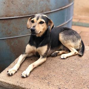 Imagem da notícia Secretaria de Proteção e Direito dos Animais promove campanha de adoção de cães e gatos