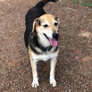 Imagem da notícia Secretaria de Proteção e Direito dos Animais promove campanha de adoção de cães e gatos