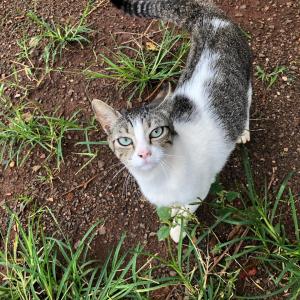 Imagem da notícia Secretaria de Proteção e Direito dos Animais promove campanha de adoção de cães e gatos