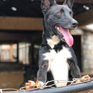 Imagem da notícia Secretaria de Proteção e Direito dos Animais promove campanha de adoção de cães e gatos
