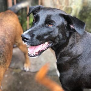 Imagem da notícia Secretaria de Proteção e Direito dos Animais promove campanha de adoção de cães e gatos