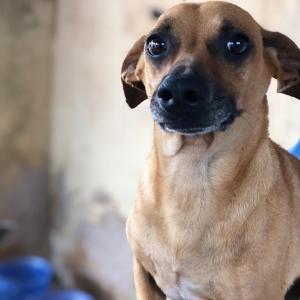 Imagem da notícia Secretaria de Proteção e Direito dos Animais promove campanha de adoção de cães e gatos