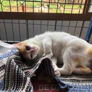 Imagem da notícia Secretaria de Proteção e Direito dos Animais promove campanha de adoção de cães e gatos