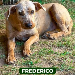 Imagem da notícia CONHEÇA ALGUNS CÃES QUE ESPERAM POR UMA ADOÇÃO RESPONSÁVEL