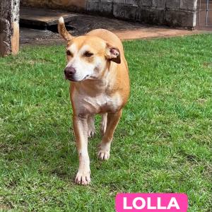 Imagem da notícia CONHEÇA ALGUNS CÃES QUE ESPERAM POR UMA ADOÇÃO RESPONSÁVEL