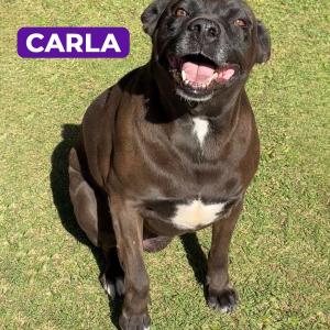 Imagem da notícia CONHEÇA ALGUNS CÃES QUE ESPERAM POR UMA ADOÇÃO RESPONSÁVEL