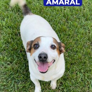 Imagem da notícia CONHEÇA ALGUNS CÃES QUE ESPERAM POR UMA ADOÇÃO RESPONSÁVEL